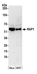 RAP1 Antibody in Western Blot (WB)