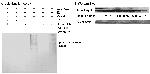 Ubiquitin Antibody in Western Blot (WB)