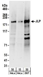 JLP Antibody in Western Blot (WB)