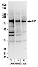 JLP Antibody in Western Blot (WB)