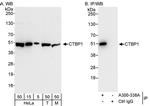 CTBP1 Antibody in Western Blot (WB)