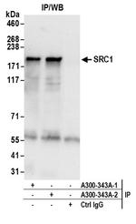 SRC1 Antibody in Immunoprecipitation (IP)