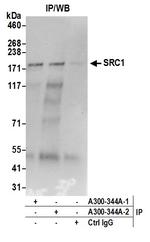 SRC1 Antibody in Immunoprecipitation (IP)