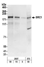 SRC1 Antibody in Western Blot (WB)