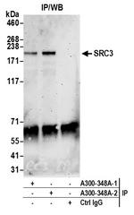 SRC3 Antibody in Immunoprecipitation (IP)