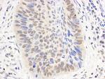 p300 Antibody in Immunohistochemistry (Paraffin) (IHC (P))