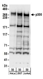 p300 Antibody in Western Blot (WB)