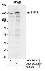 BIRC6/Apollon Antibody in Immunoprecipitation (IP)