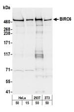 BIRC6/Apollon Antibody in Western Blot (WB)