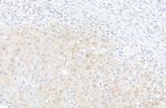 PBEF Antibody in Immunohistochemistry (Paraffin) (IHC (P))