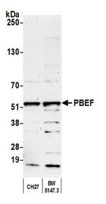 PBEF Antibody in Western Blot (WB)