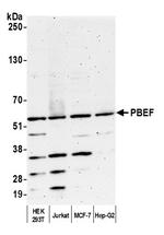 PBEF Antibody in Western Blot (WB)