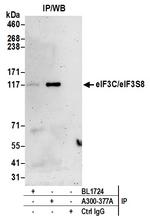 eIF3C/eIF3S8 Antibody in Immunoprecipitation (IP)