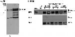 Bcl11b Antibody in Western Blot (WB)