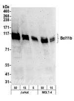 Bcl11b Antibody in Western Blot (WB)