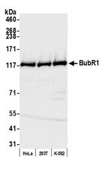 BubR1 Antibody in Western Blot (WB)