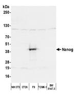 Nanog Antibody in Western Blot (WB)