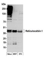 Reticulocalbin-1 Antibody in Western Blot (WB)