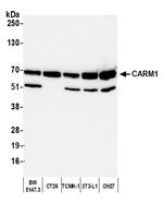 CARM1 Antibody in Western Blot (WB)