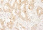 Paxillin Antibody in Immunohistochemistry (Paraffin) (IHC (P))