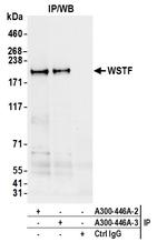 WSTF Antibody in Immunoprecipitation (IP)