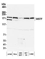 WSTF Antibody in Western Blot (WB)