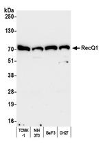 RecQ1 Antibody in Western Blot (WB)