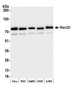 RecQ1 Antibody in Western Blot (WB)