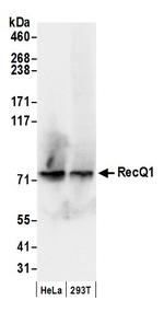 RecQ1 Antibody in Western Blot (WB)