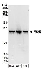 MSH2 Antibody in Western Blot (WB)