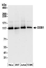 DDB1 Antibody in Western Blot (WB)