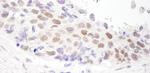 HDAC3 Antibody in Immunohistochemistry (Paraffin) (IHC (P))