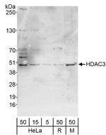 HDAC3 Antibody in Western Blot (WB)