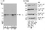 MST1-2/STK3-4 Antibody in Western Blot (WB)