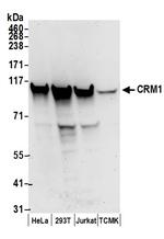 CRM1 Antibody in Western Blot (WB)