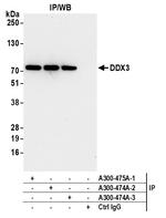 DDX3 Antibody in Immunoprecipitation (IP)