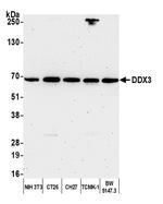 DDX3 Antibody in Western Blot (WB)