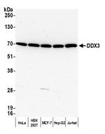 DDX3 Antibody in Western Blot (WB)