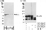 DDX3 Antibody in Western Blot (WB)