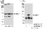 KPNB1 Antibody in Western Blot (WB)