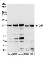 CtIP Antibody in Western Blot (WB)