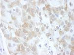 4EBP1 Antibody in Immunohistochemistry (Paraffin) (IHC (P))