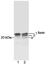 4EBP1 Antibody in Western Blot (WB)