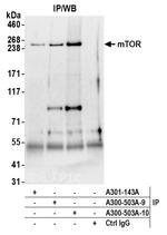 mTOR Antibody in Immunoprecipitation (IP)