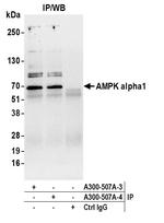 AMPK alpha 1 Antibody in Immunoprecipitation (IP)