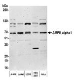 AMPK alpha 1 Antibody in Western Blot (WB)