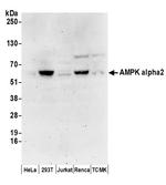 AMPK alpha 2 Antibody in Western Blot (WB)