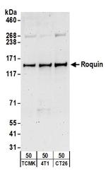 Roquin Antibody in Western Blot (WB)