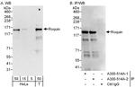 Roquin Antibody in Western Blot (WB)