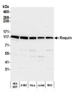 Roquin Antibody in Western Blot (WB)